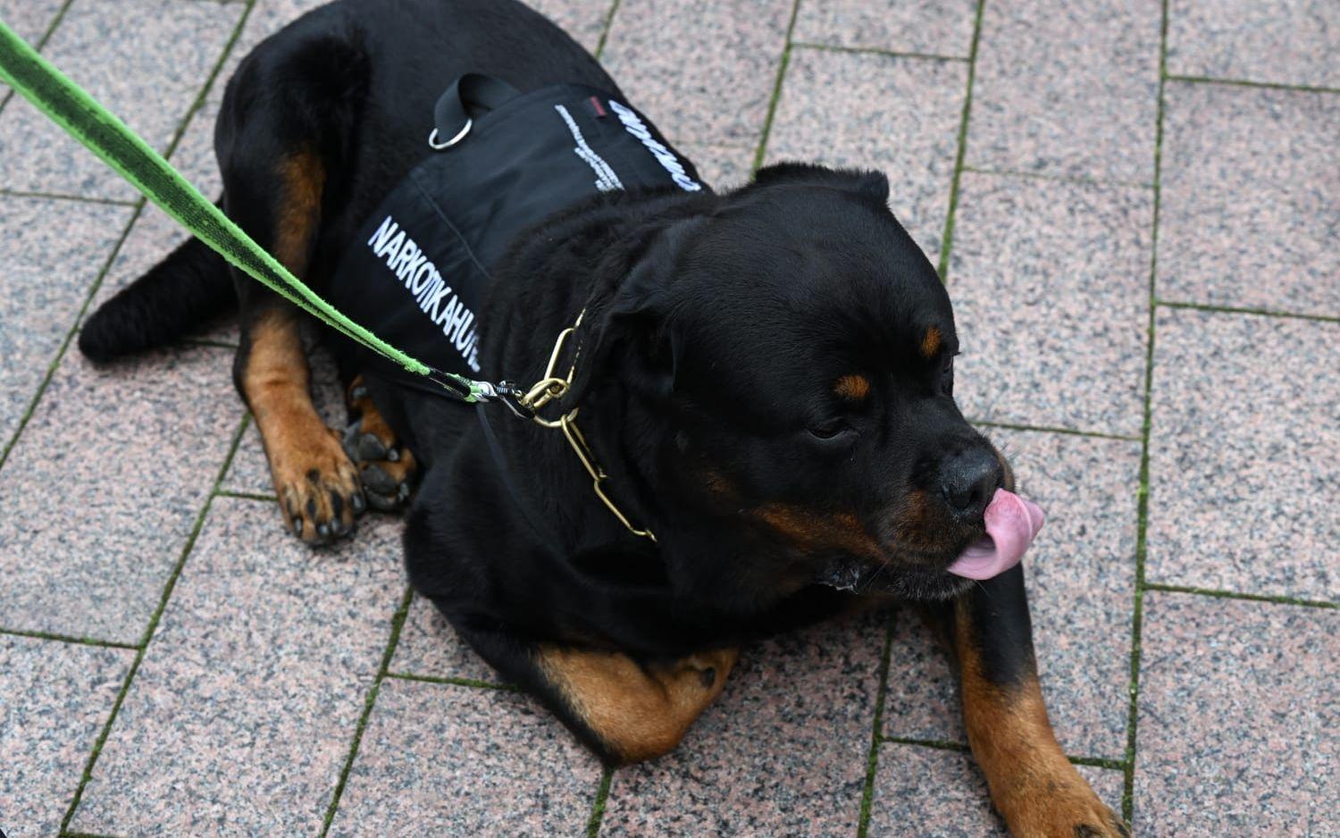 Rottweilern Bosse har fått syn på några taxar på torget. Han brukar inte distraheras av andra hundar, berättar matte Marika, men nu är han distraherad.