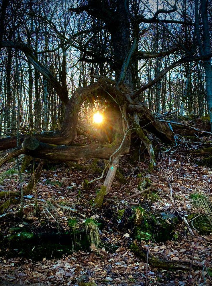 Nu kommer ljuset. Tog ett foto på min promenad vid Nääs ängar häromkvällen och bilden blev magisk, ja nästan sakral! 