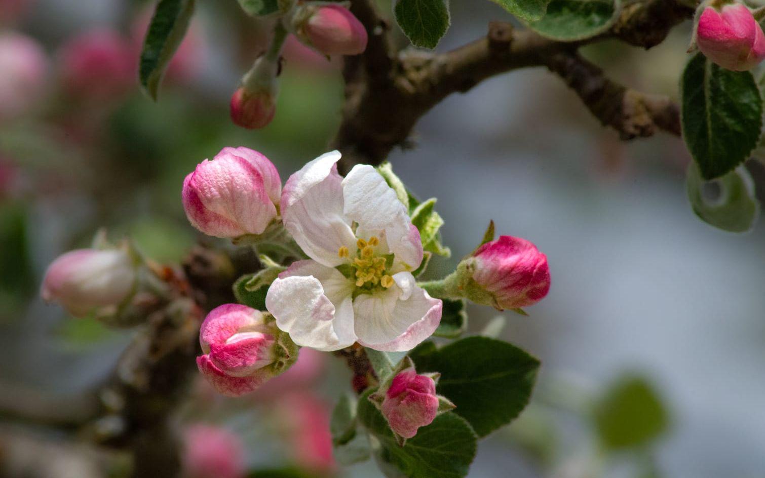 Äppelträden började blomma idag 15 maj i vår trädgård i Stannum, Gråbo.Hult