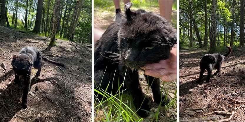 Katten, som är i mycket dåligt skick, brukar hålla till vid Uddredsskolan i Floda. 