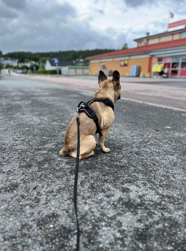 Här har vi en liten kille som heter Bosse, han sitter och väntar på sin husse utanför Ica hallsås den 3/7. (Jag matte tar bilden)När Husse väl kom ut ifrån affären, så blev jag så lycklig så.