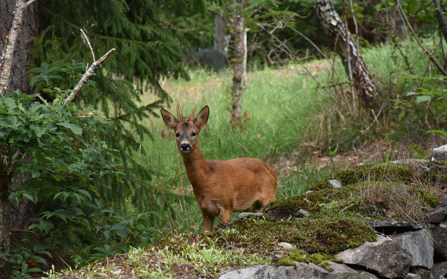 Rådjuret tittar nyfiket på mig - Rydsberg 1/8.