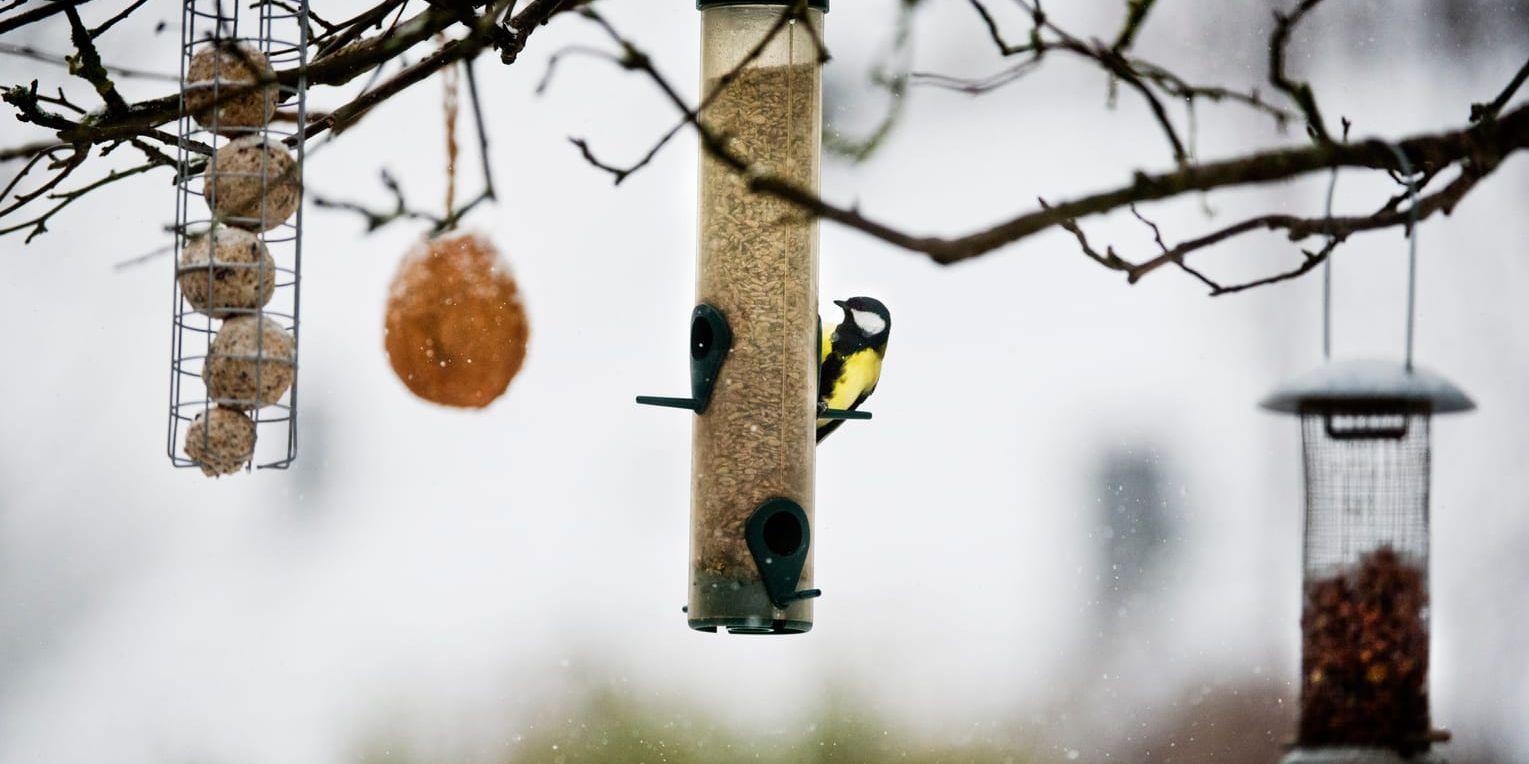 Det är vanligt att smittan sprids till människor vid hantering av fågelbord. Även tamfåglar i bur kan bära på, och sprida vidare, smittan.